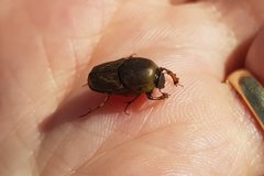 Euoniticellus fulvus