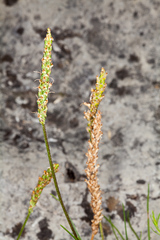 Plantago holosteum