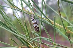 Philobota impletella