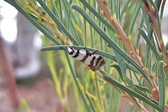 Philobota impletella