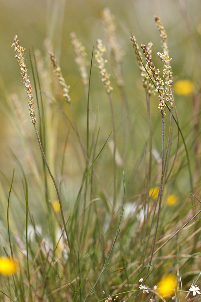 Plantago holosteum