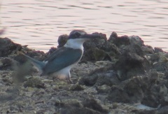 Todiramphus chloris kalbaensis