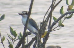 Todiramphus chloris kalbaensis