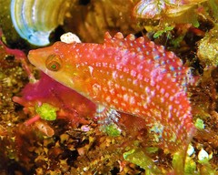 Pteragogus enneacanthus