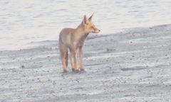 Vulpes vulpes arabica