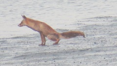 Vulpes vulpes arabica