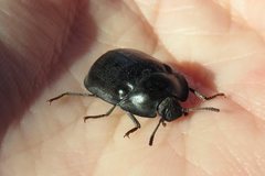 Pterohelaeus striatopunctatus