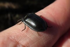 Pterohelaeus striatopunctatus