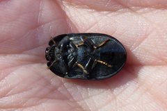 Pterohelaeus striatopunctatus
