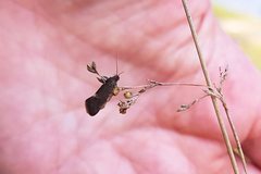 Leistomorpha brontoscopa