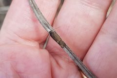 Leistomorpha brontoscopa