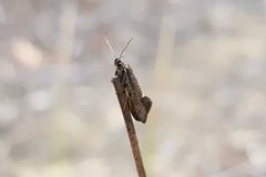 Leistomorpha brontoscopa