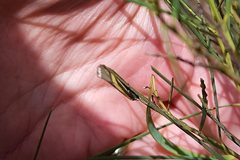 Philobota chrysopotama