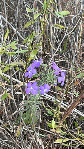 Grand Jaybee (Jamesbrittenia grandiflora)