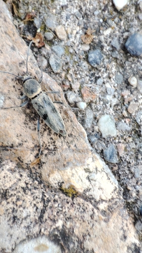 Chlorophorus glaucus
