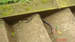 Pheretima praepinguis