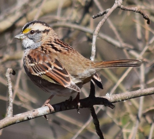 White-throated Sparrow photographed in Georgia
