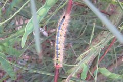 Nataxa flavescens