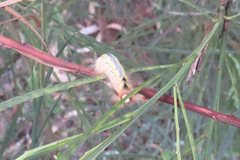Nataxa flavescens