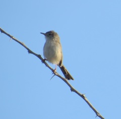 Prinia lepida
