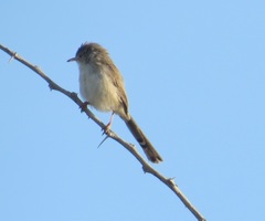 Prinia lepida