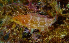 Pteragogus enneacanthus