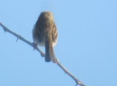 Prinia lepida