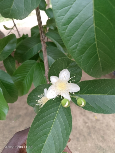 Common guava