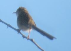 Prinia lepida