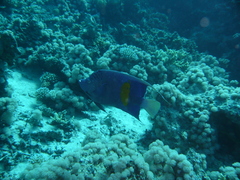 Pomacanthus maculosus