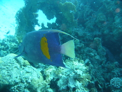 Pomacanthus maculosus