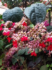 Clerodendrum thomsoniae