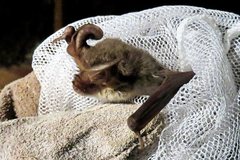 Nyctophilus geoffroyi
