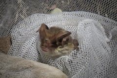 Nyctophilus geoffroyi