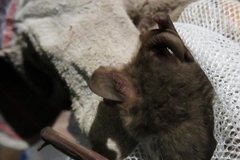 Nyctophilus geoffroyi