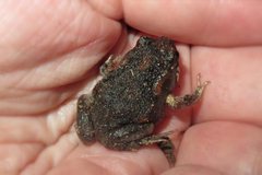 Uperoleia laevigata