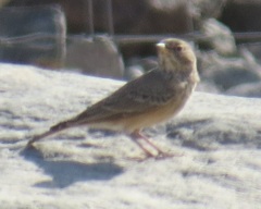 Ammomanes deserti