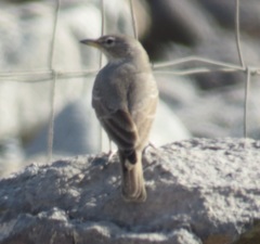 Ammomanes deserti