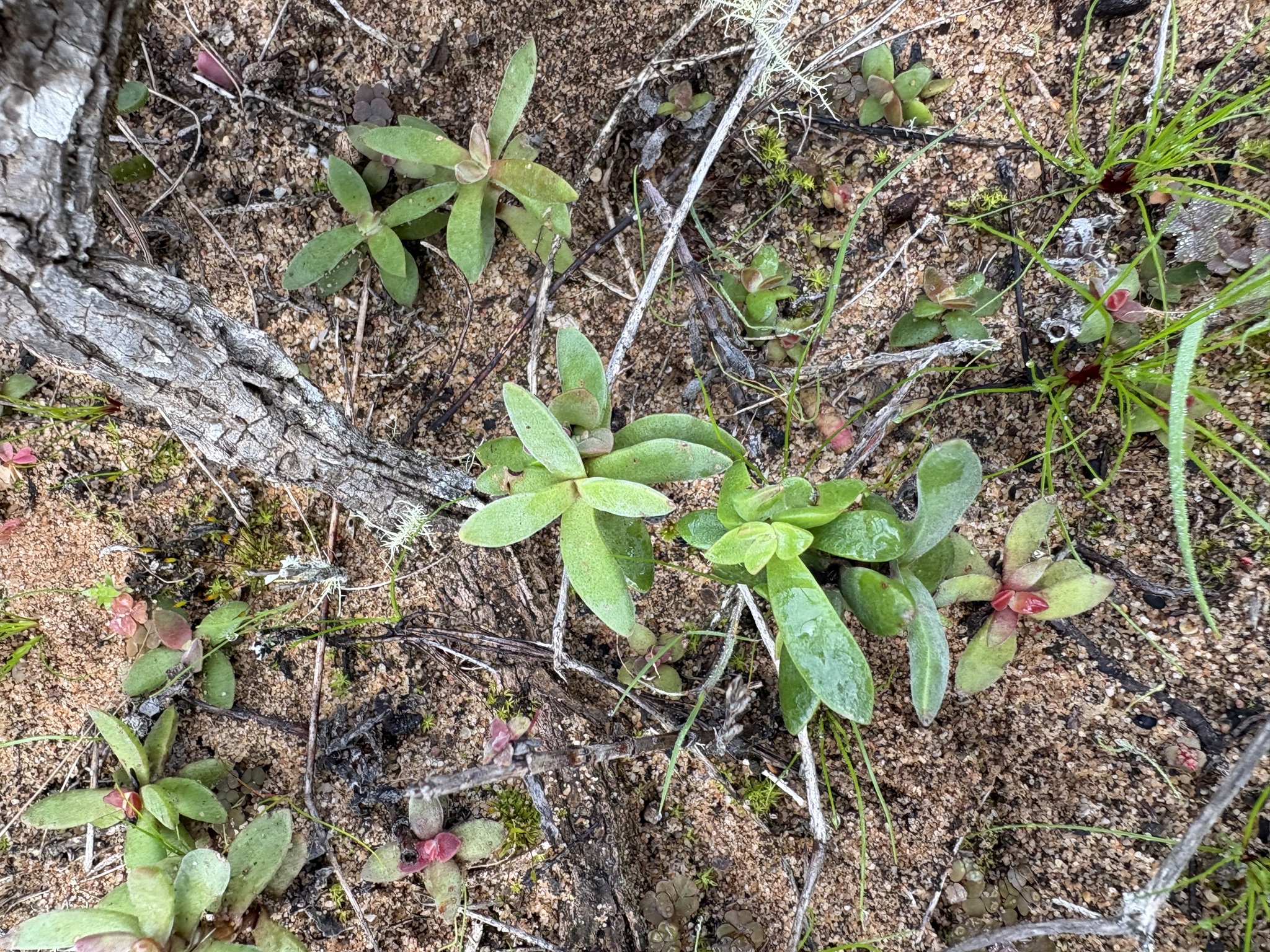 Sphaeritis biconvexa Eckl. & Zeyh. 3