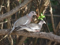 Patagioenas corensis