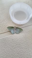 Maxates centrophylla