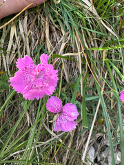 Dianthus callizonus, photograph (c) Jeff Clark, some rights reserved (CC BY)