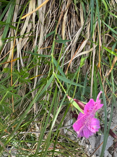Dianthus callizonus, photograph 5