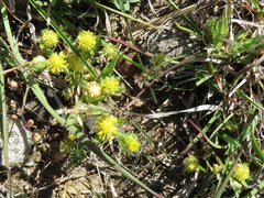 Triptilodiscus pygmaeus