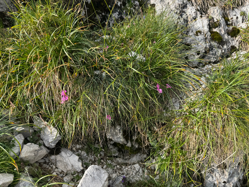 Dianthus callizonus, photograph 6