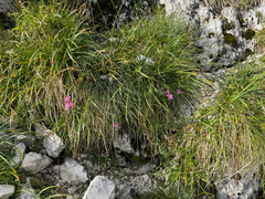 Dianthus callizonus, photograph (c) Jeff Clark, some rights reserved (CC BY)