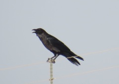 Corvus ruficollis