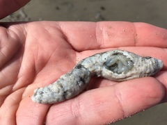 Pentamera pulcherrima