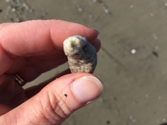 Pentamera pulcherrima