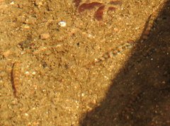 Liniparhomaloptera disparis